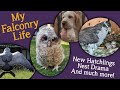 My Falconry Life | Owl Chicks Update! Buzzard Hatching &amp; Nest Drama!