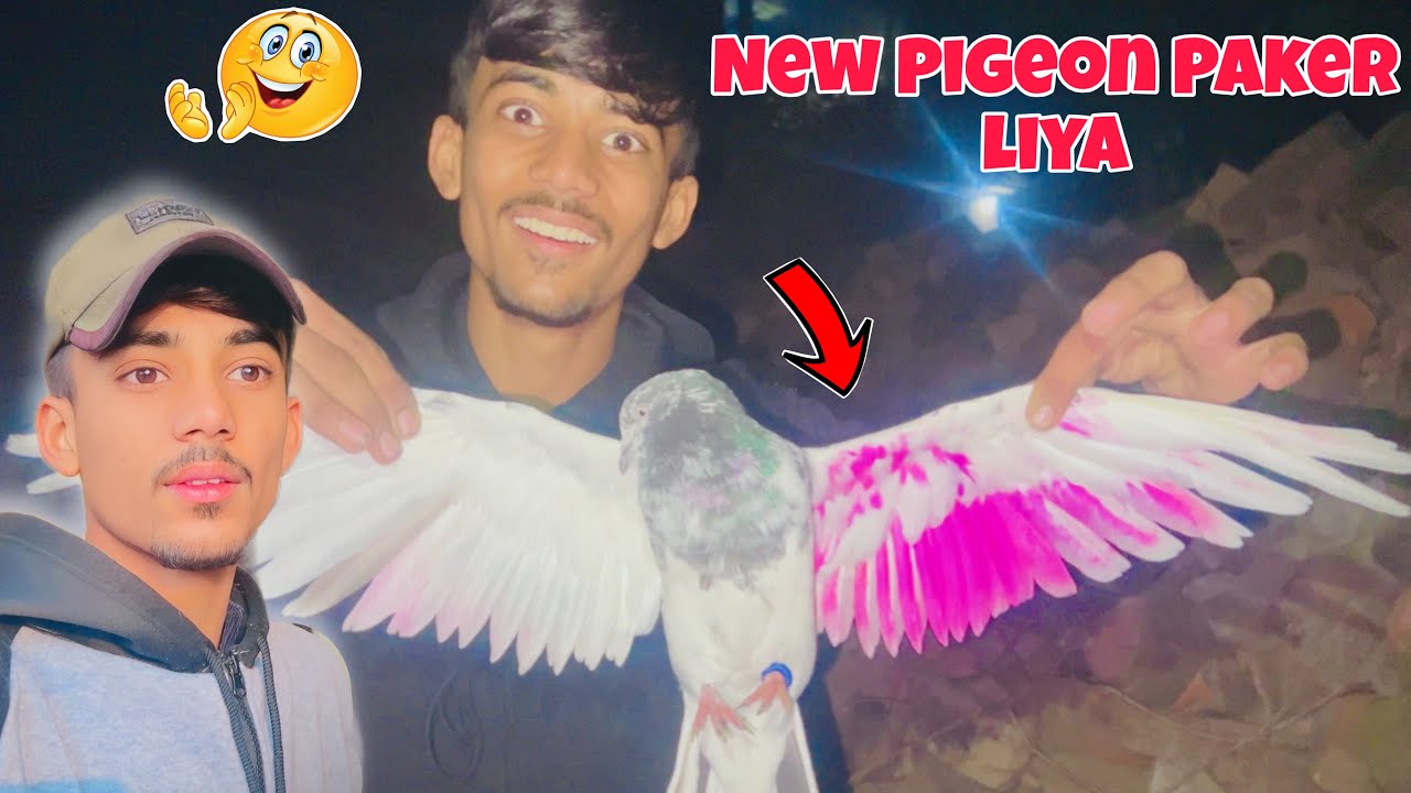 New Pigeon 🕊️ Paker Liya /Abdullah Jutt/ 