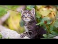 Soothing Music for Cats to Relieve Stress and Anxiety - Calming Music for Cats with Rain sounds