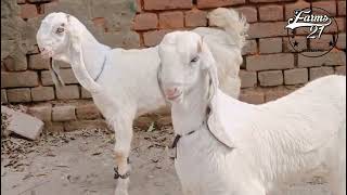 Hansa goat kids for sale best quality