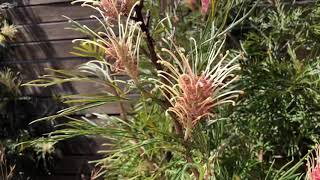 オーストラリア原産植物 (Project for Japanese class Tiffany 19136774)