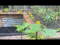 Zone 8a Raised Beds Follow Up - 5/22