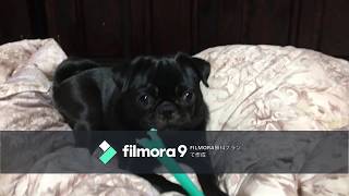 かみかみボーン　犬用デンタルおもちゃ　fimora9で編集テスト