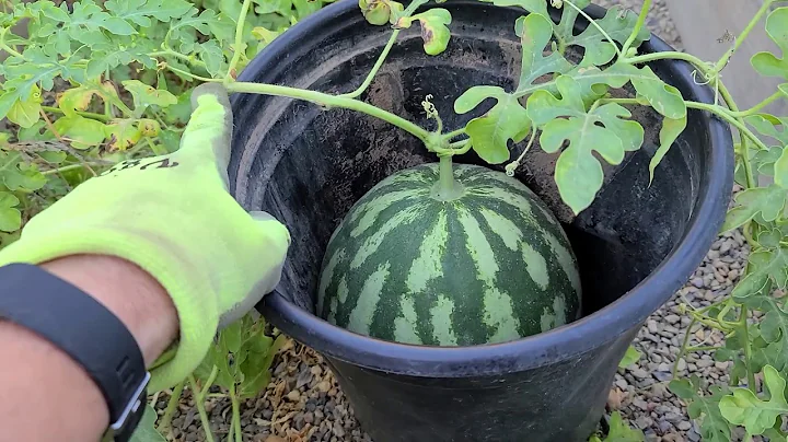 How to tell if your watermelon is ripe in 5 seconds - DayDayNews