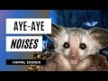 Aye Aye Noises The Animal Sounds Aye Aye Noises Sound Effect Animation Aye Aye Noises The Animal Sounds Aye Aye Noises Sound Effect Animation