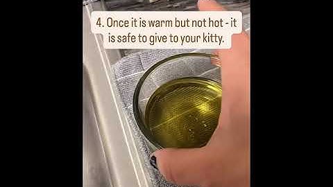 How to Make CatNip-Tea ☕️ for your Kitties! 🐈‍⬛      #sphynxcare