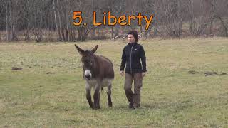 Training donkeys  groundwork, condition and muscle training tips