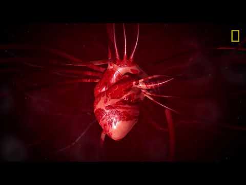Video: Il cuore si contrae come un intero organo?