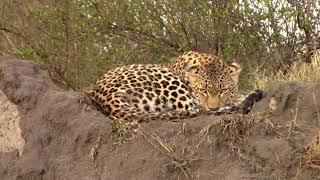 Londolozi July 2023