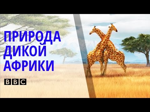 ✪ Поразительный Документальный фильм BBC о природе и животных дикой Африки [BBC на русском]