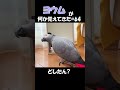 ヨウムが何か覚えてきた#64