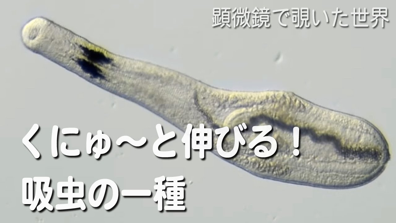 吸虫（Trematoda）