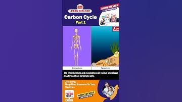 The Carbon Cycle | Part 1