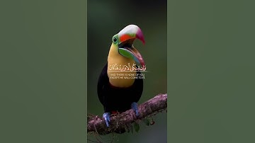 قران #القارئ_فايح_الحارثي #سورة_مريم