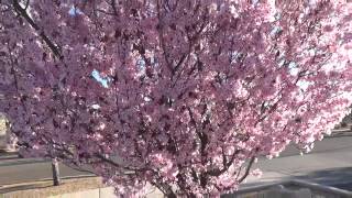 Purple Leaf Plum - Plant Tip In 30 Sec