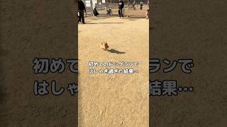 初めてのドッグランではしゃぎ過ぎた結果⋯休憩の仕方にクセありすぎやろ笑 #ポメラニアン #ポメ #ドッグラン #shorts