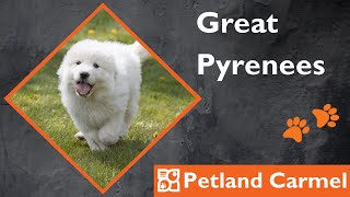 Tail Wagging Wonders: Great Pyrenees Breed