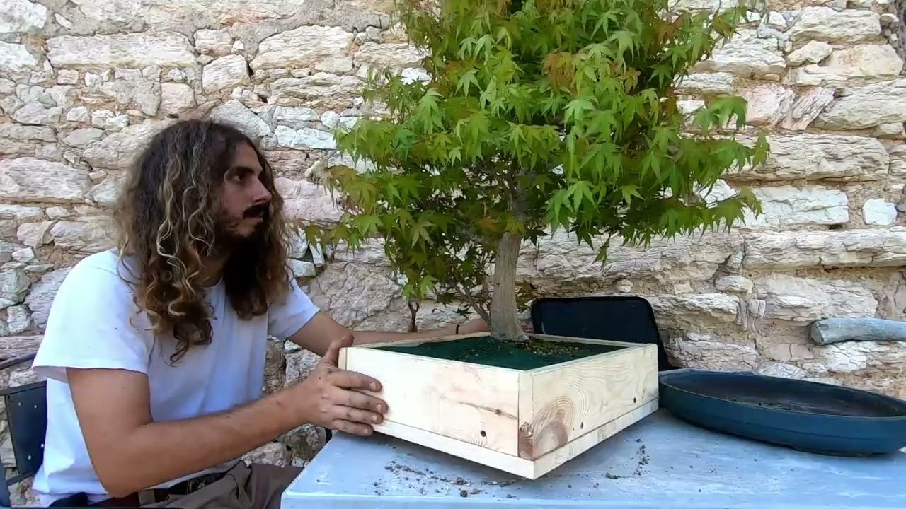Bonsai - Faccio un Falso Rinvaso Acero palmato Giapponese preso ad Arco Bonsai
