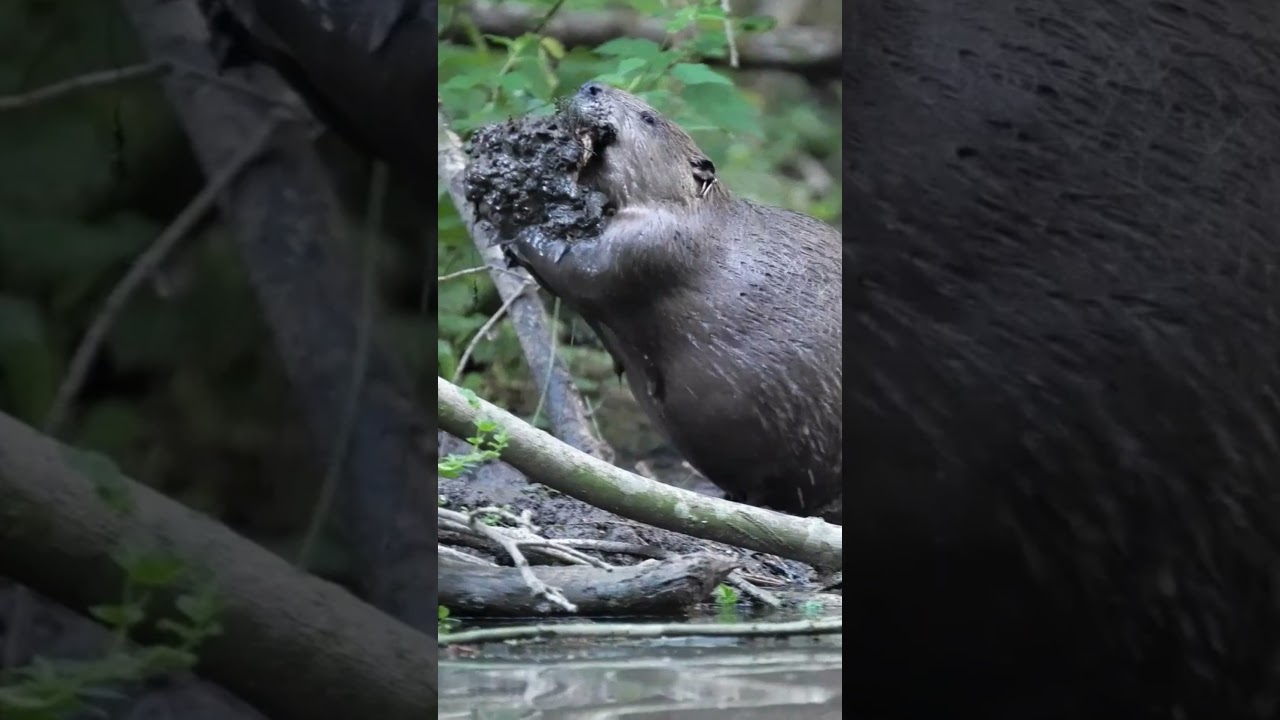 Half price membership on sale now!