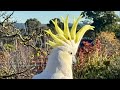 Birds go WILD in Australia!