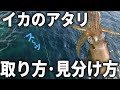 説明中に釣ります。エギングでアタリを取れない人必見。イカのアタリの「基本」を徹底的に解説します。
