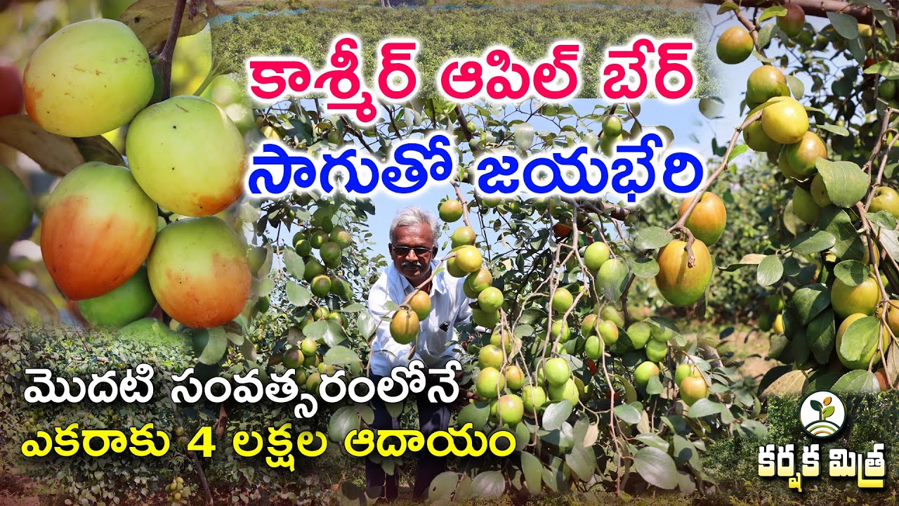 రేగు సాగుతో విజయపథంలో కృష్ణా జిల్లా రైతు || Kashmir Red Apple Ber Cultivation || Karshaka Mitra