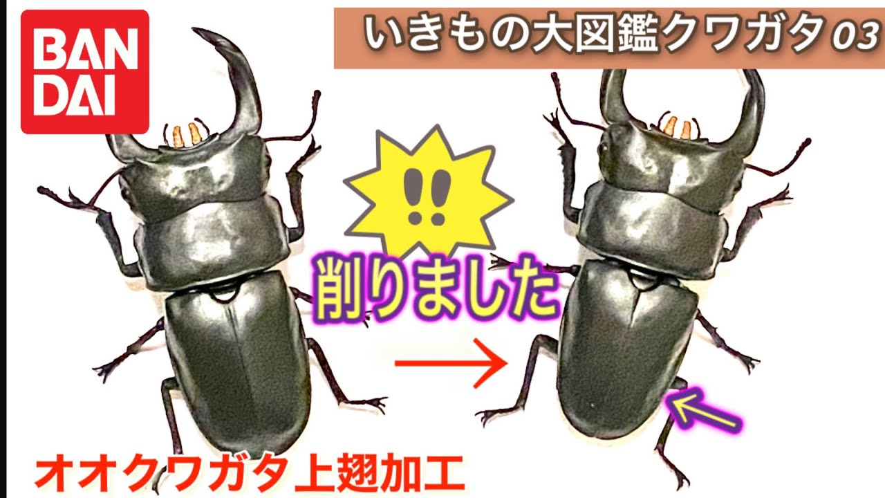 いきもの大図鑑クワガタ03オオクワガタ上翅加工してもっとリアルに