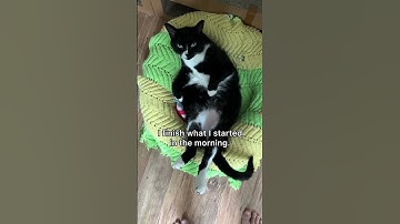 She’s got the best job. 🖤🤍#tuxedocat #lazycat #catsofshorts