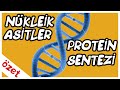 Nükleik Asitler ve Protein Sentezi Özet