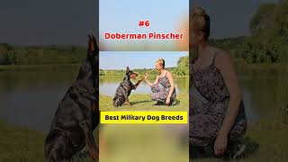 Top 10 Best Military Dog Breeds #shorts #dogbreeds #militarydogs