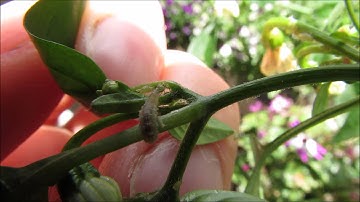 Hoverfly larvae eats aphid