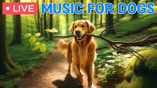 🔴 Music for dogs who are home alone for 24 hours: Dogs’ favorite music to relieve boredom and stress