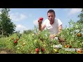 Tomates anciennes pour balcons terrasses et pots cest possible 