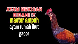 AYAM BEKISAR BIRAHI TINGGI SIMAKK!!!! AYAM PASTI JADI GACORR