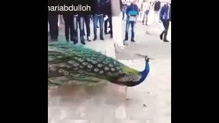 طاووس يبهر العالم بجمال ألوان ريشه سبحان الله!!