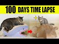 100 days Timelapse | DIY by cats