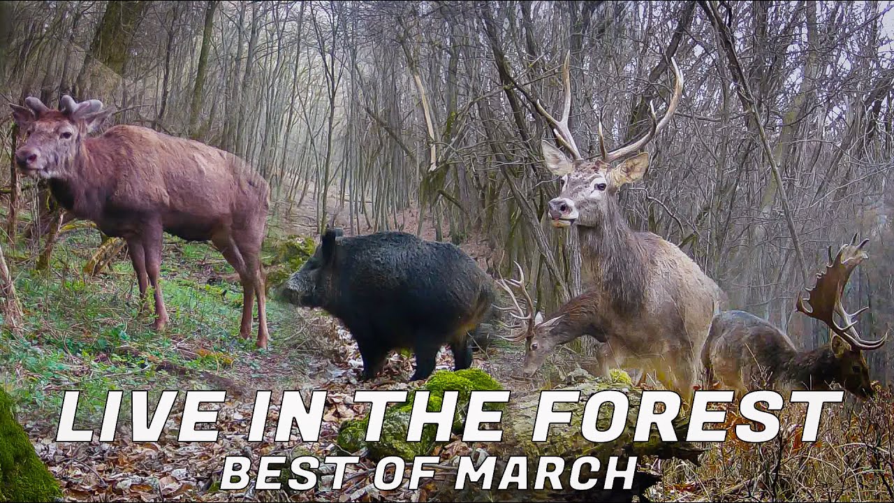 LIVE in the FOREST - best of March 2025