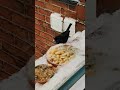 Bird feeder #relaxingmusic #nature #relaxing #meditationmusic #music