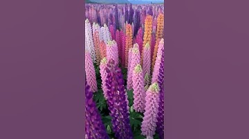 حالات واتس اب قرآن كريم الشيخ هزاع البلوشي🌷