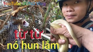 đi thăm bẫy không ngờ gặp những con rắn quá hun/DŨNG Vlog/