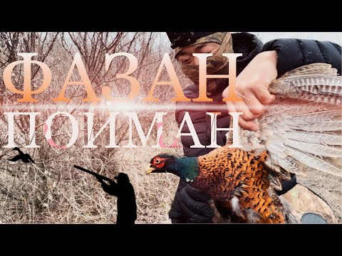 Каждый охотник желает знать где сидит ФАЗАН