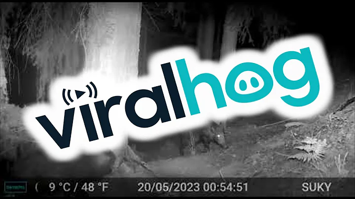 Itchy Boars Take Turns || ViralHog