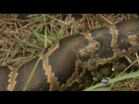 !!THE PYTHON HUNTERS!!