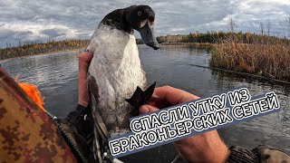 СПАСЛИ УТКУ из БРАКОНЬЕРСКИХ СЕТЕЙ / ЗАКРЫТИЕ жидкой ВОДЫ