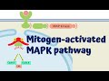Mitogen activated map kinase pathway  4k animation