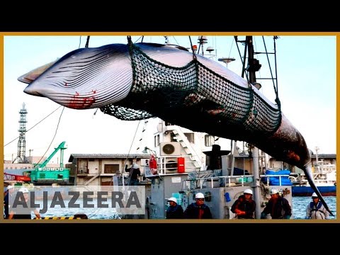 🇯🇵Japan announces IWC withdrawal to resume commercial whaling | Al Jazeera English