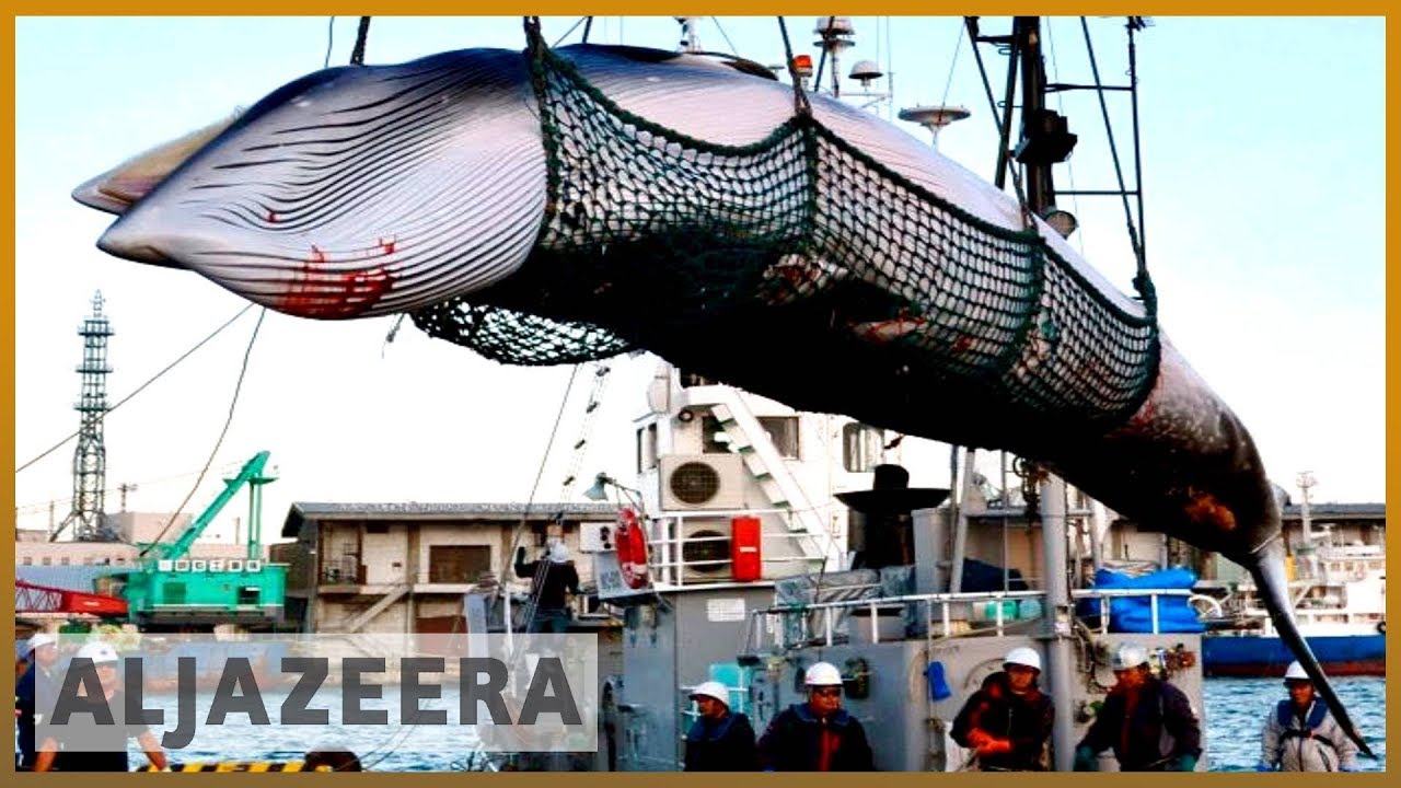🇯🇵 اليابان تعلن انسحابها من اللجنة الدولية لصيد الحيتان لاستئناف الصيد التجاري | الجزيرة الإنجليزية