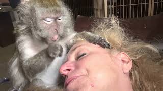 Macaque Love Taps ASMR