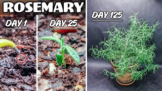 Growing Rosemary Plant from Seed (125 Days Time Lapse)