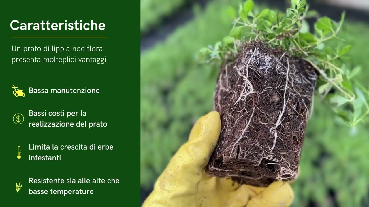 Il Giardino Botanico: Lippia Nodiflora, image size:1280x720